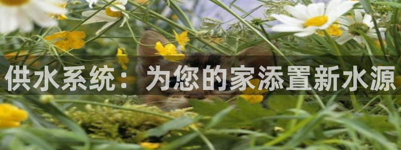 QY球友会体育官方平台